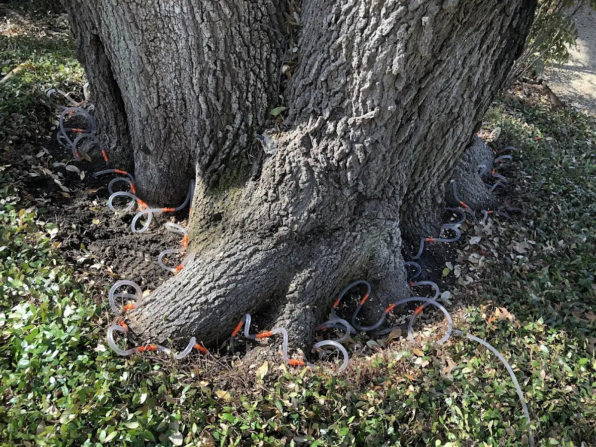 Detailed Tree Cabling and Bracing job site in Davis