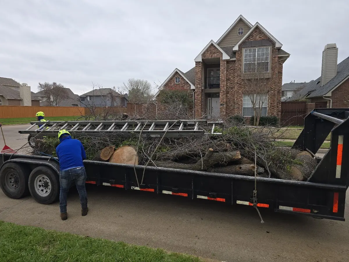 Expert Tree Fertilization with proper safety equipment in Davis